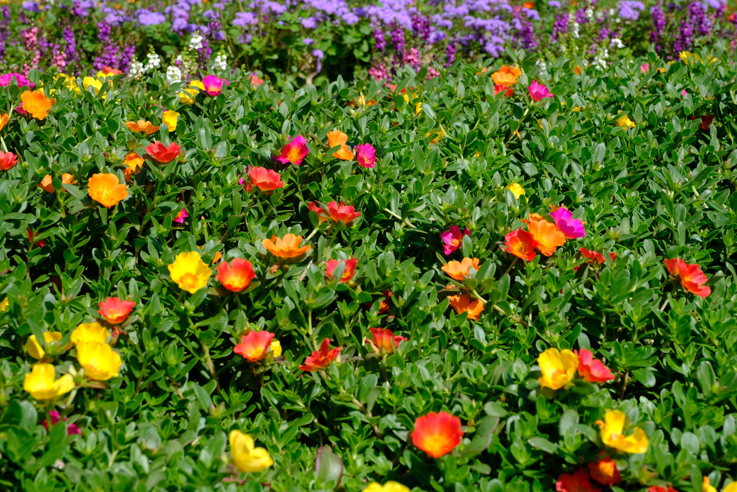 花畑が可愛い花でいっぱいになりました ケアフィット 三重県伊勢市 高齢者 障がい者児の在宅支援をトータルにサポート