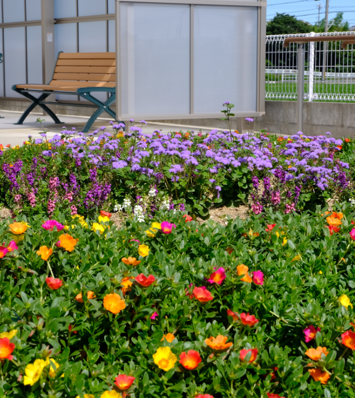 花畑が可愛い花でいっぱいになりました ケアフィット 三重県伊勢市 高齢者 障がい者児の在宅支援をトータルにサポート